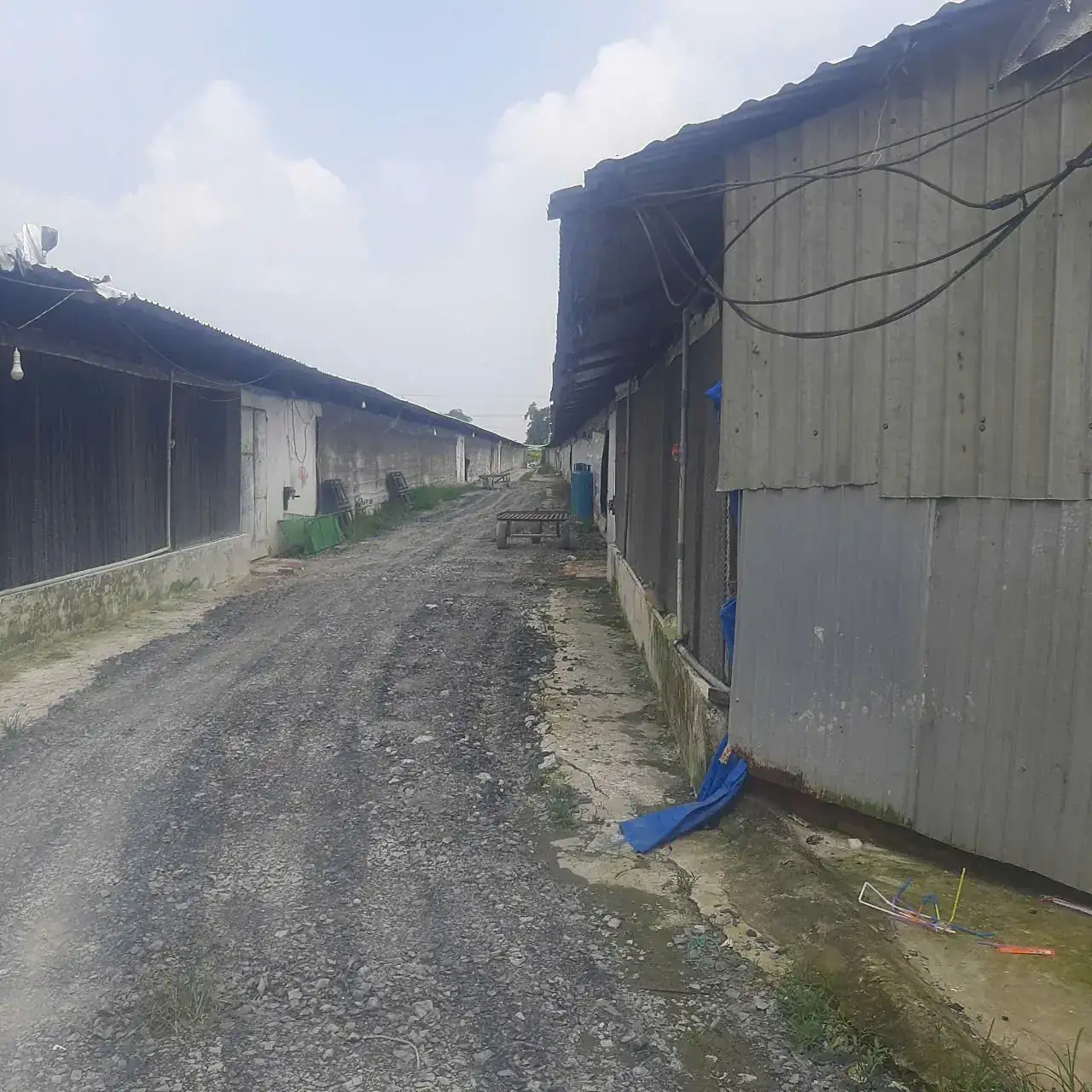 Lối đi giữa hai dãy chuồng gà, dây cáp treo trên vách