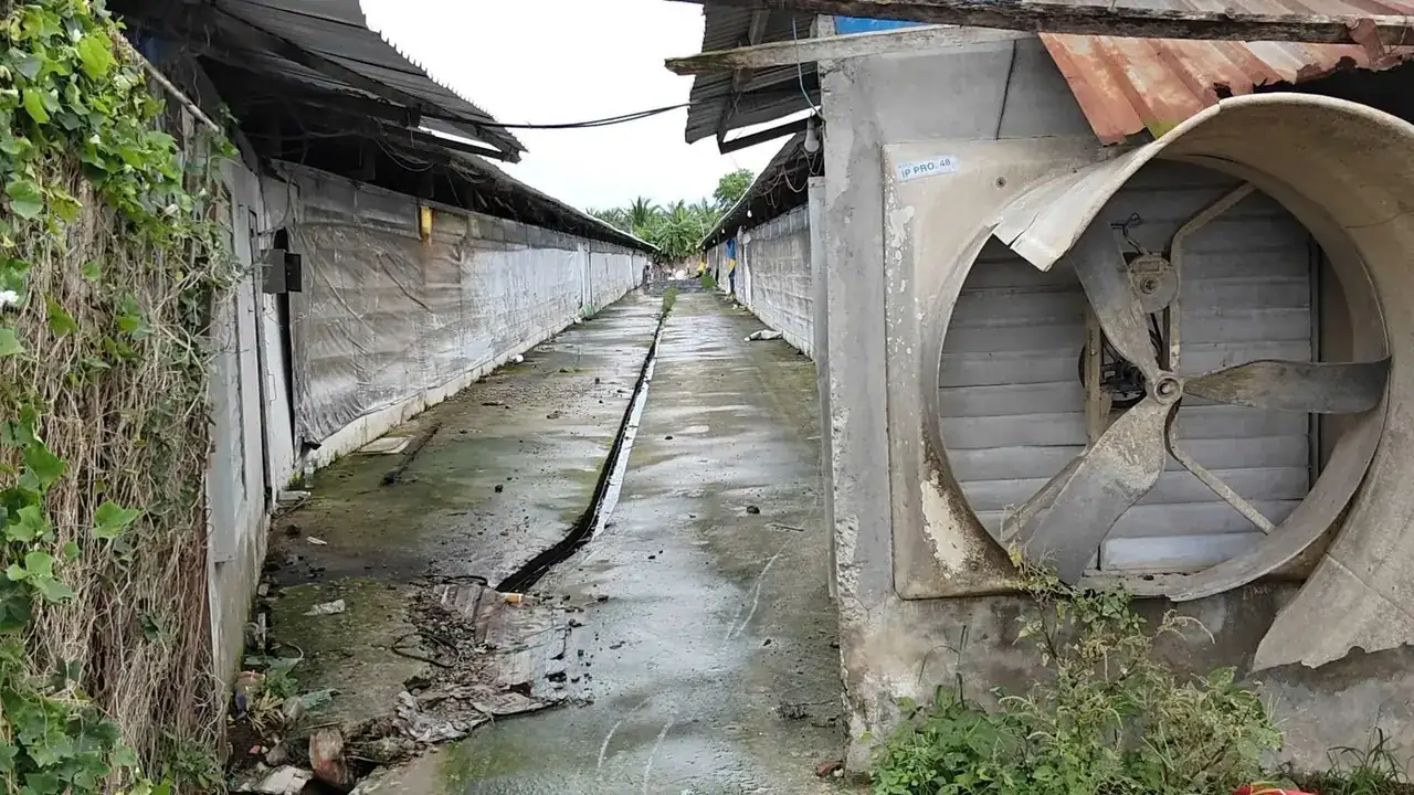 Dãy quạt hút cuối chuồng gà và khe giữa hai dãy trại