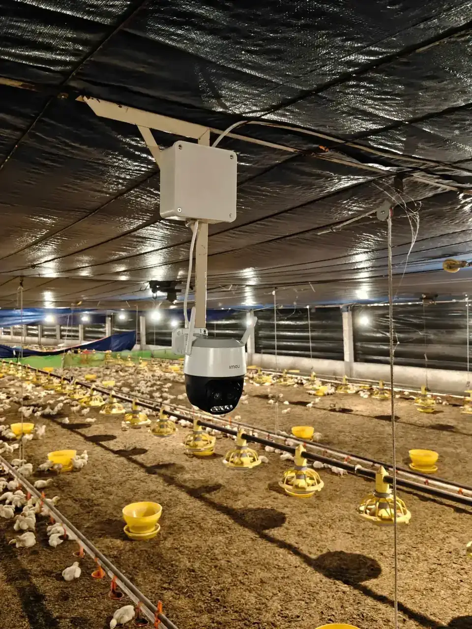 Camera giám sát lắp trong chuồng gà